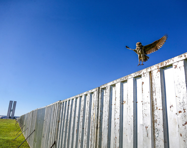 alx_imagens-do-dia-coruja-sobrevoa-cerca-brasilia-20160414-006_original